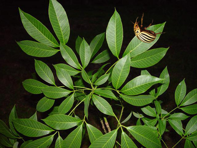 Листья гевеи бразильской и непрошеный колорадский жук. Фото: Axel Boldt (гевея).