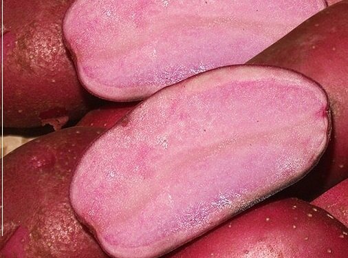 Картофель "Сюрприз" с красной мякотью