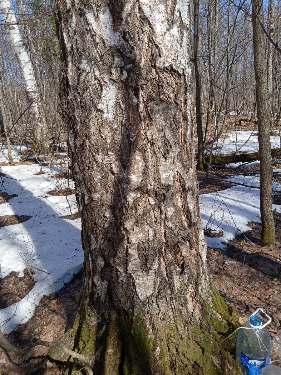 Для обнимашек - береза в самый раз) Не самая толстая береза, конечно, но у нас в округе толще нет((