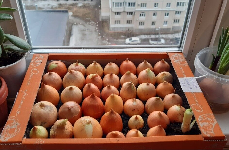 Лук на перо посажен 25 марта. Фото автора