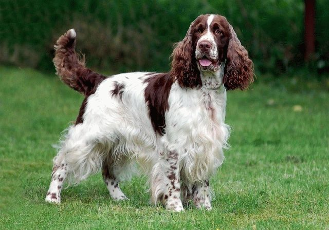 ТОП-6 самых ревнивых пород собак ТОП-6 самых ревнивых пород собак 