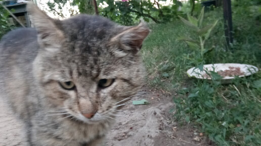 Посмотрите какой жадный у нас Симба.