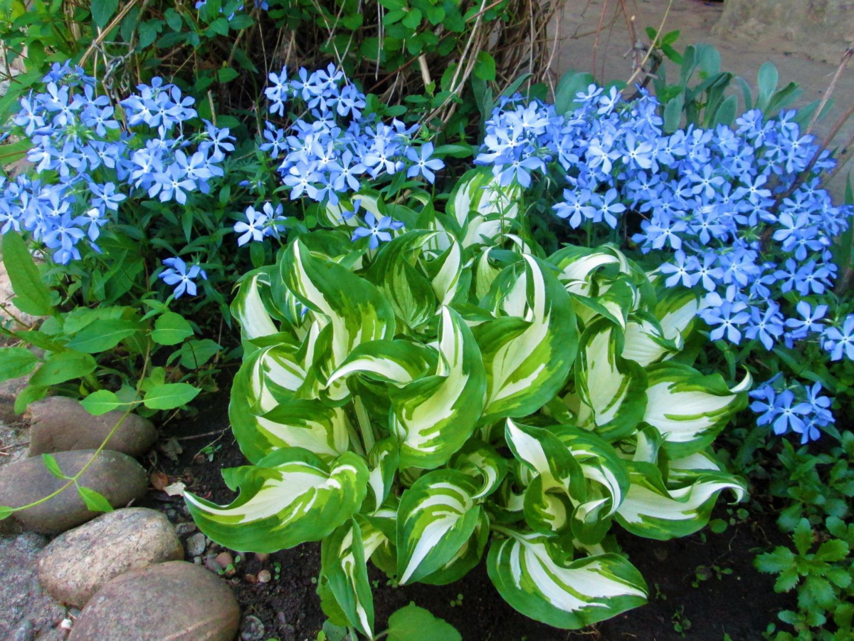 Такое случайное соседство . И получилось красиво. Флоксы и хоста.