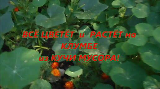 Цветы из мусора. Житель Дона превратил стихийную свалку во фруктовый сад