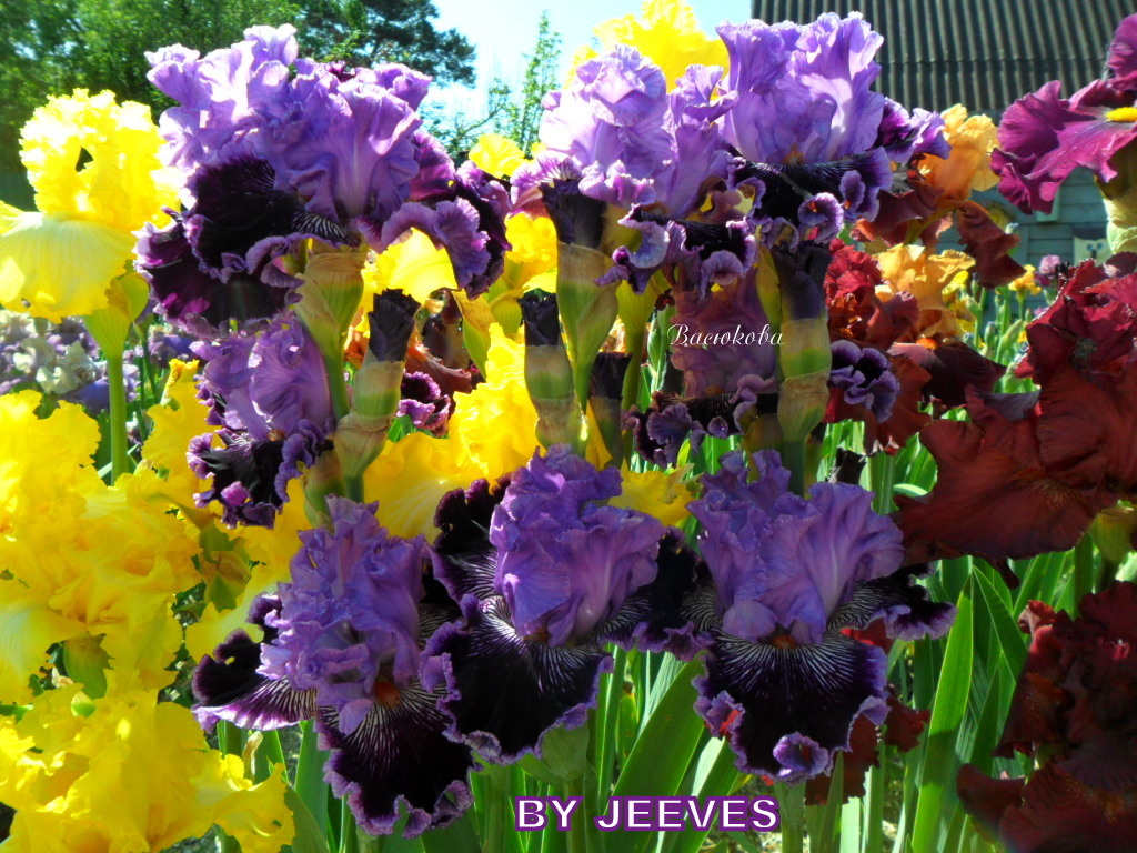 5 причин по которым могут не цвести ирисы 
1. Слишком глубокая посадка 
"Спинка" корневища, посаженная слишком глубоко, не согревается солнышком. При посадке ирисов обращайте внимание, чтобы корневая шейка на треть выступала из земли. Ни в коем случае ее нельзя засыпать почвой. В противном случае растение будет развиваться и наращивать "ботву", но такой ирис может никогда не зацвести. 

2. Мало света 
Ирисы любят солнечные участки. Только там они способны показать свое цветение во всей красе. В тени они тоже легко приживаются, но цветения от них можно не дождаться. 

3. В тесноте и обиде 
Как я уже писала выше, ирисы очень быстро разрастаются, захватывая все больше места вокруг. Уже через тричетыре года они настолько плотно прижимаются друг к другу, что места для выпуска цветоносов не остается. Поэтому кусты в возрасте четырех-пяти лет необходимо делить и рассаживать. 

4. Сортовые особенности 
Сортов и разновидностей ирисов на сегодняшний день - тысячи, и каждый обладает какими-то своими особенностями. Взять, к примеру, сибирские ирисы - они прекрасно растут и развиваются на кислых почвах. А для бородатых кислые почвы - верная гибель. Поэтому перед тем как посадить у себя новый сорт или вид, поинтересуйтесь: какой грунт он предпочитает, какая должна быть освещенность, нужны ли подкормки и какой должна быть влажность почвы. Только тогда вы сможете разобраться: каким сортам рядом не ужиться, а какие прекрасно дополнят друг друга совместным цветением. 

5. Зимовка - каждому своя 
Некоторые виды и сорта очень зимостойки. Например, сибирским ирисам укрытия не требуется. А нежные бородатые ирисы голландских сортов могут подмерзнуть, поэтому в регионах с суровыми зимами им требуется своевременное укрытие. Если это растение укрыть слишком рано, оно может запреть, поздно - подмерзнуть и на следующий год не завести.