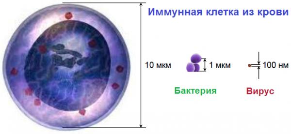 Примерные соотносительные размеры иммунных клеток, бактерий и вирусов.
Автор слайда: Дмитрий Купраш, сотрудник кафедры иммунологии Биофака МГУ (адаптировано)