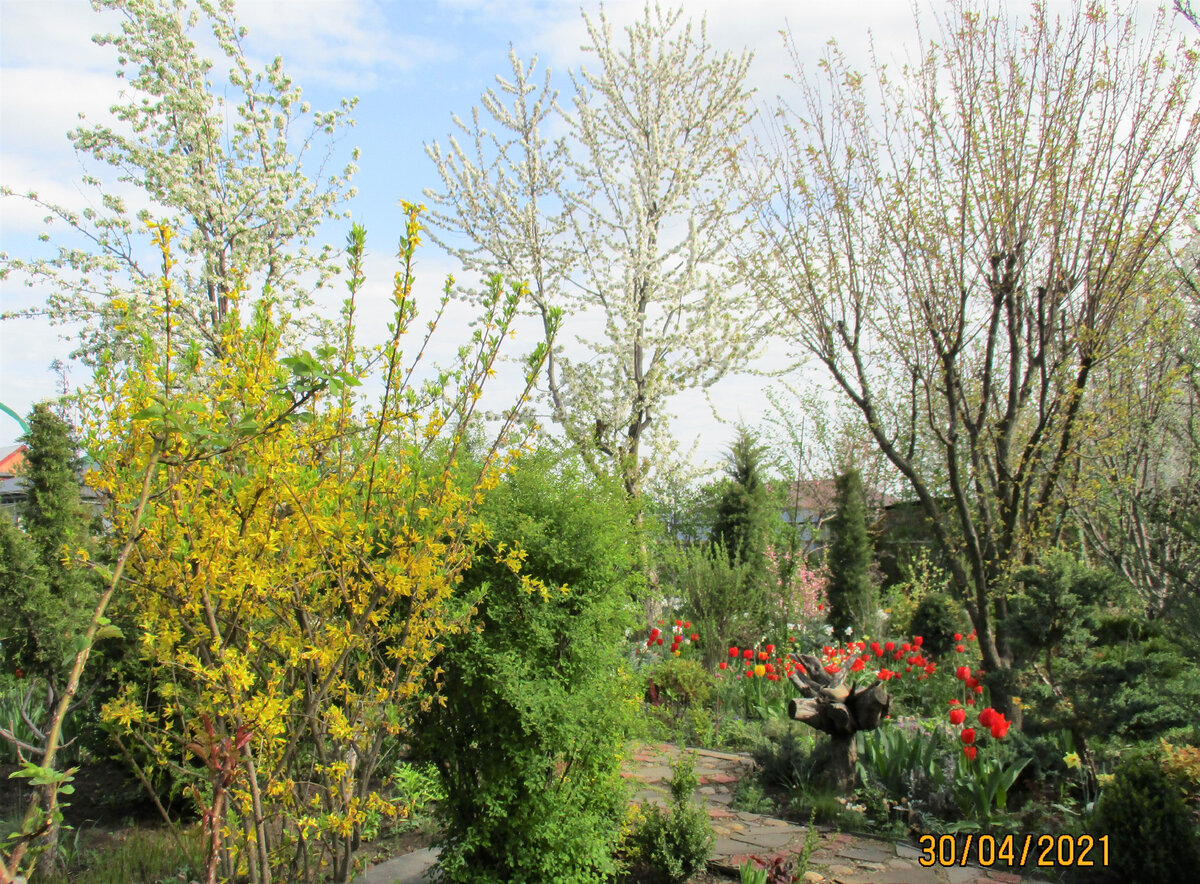 Груша, черешня и абрикос. Цветёт форзиция. 