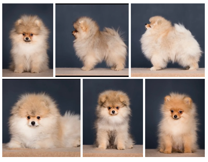 Предлагаются к продаже щенки мальчики немецкого шпица, рожденные 01.01.2021 и 12.01.2021 года. 🐶Малыши с веселым характером, активные, приучены к гигиене и пеленке, не клеточного содержания, социализированы, гуляют на улице.
🏡Готовы переехать в новый дом.
👍🏻Имеют клеймо, документы РКФ, сделаны все прививки и обработки.
👏🏻Поддержка будущих владельцев в выращивании и воспитании щенка.
👁Всегда рада рассказать и ответить на ваши вопросы в ЛС.
🙏🏻Буду благодарна за репост!!!