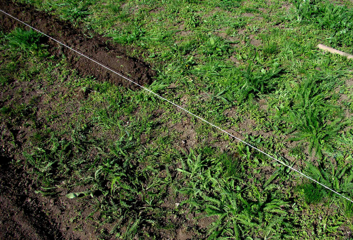 Протянута верёвочка (если нет особых факторов, то направление "север-юг"). Это и будет граница грядочки. Фото автора.