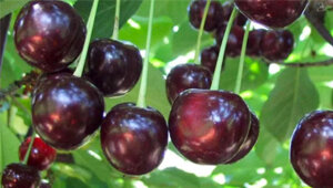 До недавних пор черешня являлась исключительно южным растением, и выращивание ее в других регионах не считалось целесообразным. Это подвигло ученых селекционеров к выведению новых сортов черешни, которые стали бы более устойчивы к перепадам температур и влажности, не подвергались опасным болезням. В результате планомерной научной деятельности был выведен целый ряд сортов черешни, удовлетворяющих требованиям садоводов. Современные дачники могут смело разводить на своих участках лучшие черешни средней полосы, которые при грамотном уходе дают прекрасный урожай, так как вырастить без труда вкусную ягоду невозможно.