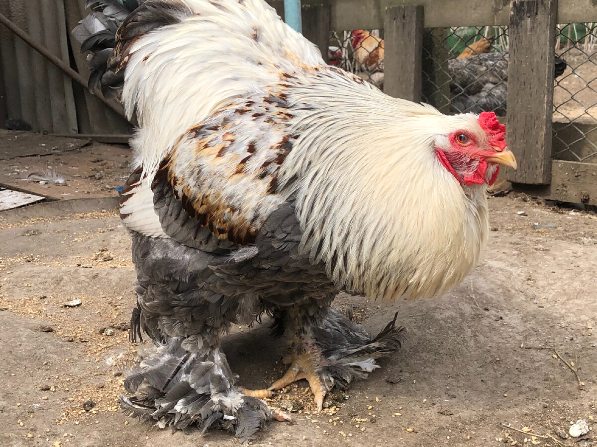 Петушок Брама