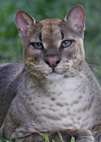 Африканская золотая кошка. Согласитесь, совсем не похожа на домашнюю. Фото из открытого доступа.