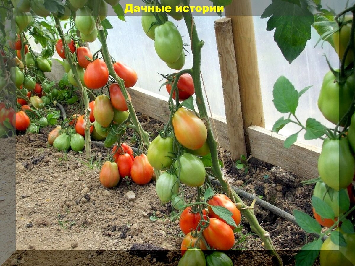 https://vk.com/photo-159774511_457247456