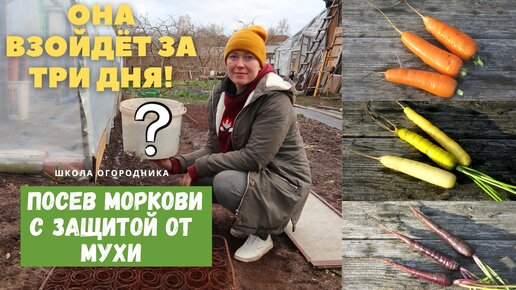 КАК защитить морковь от морковной мухи? /  Морковь долго не всходит. Что делать?