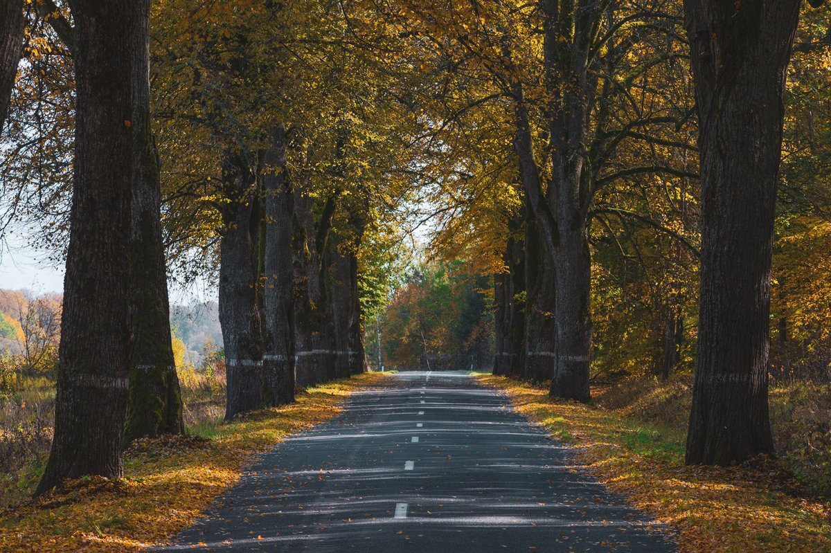 Калининград аллея