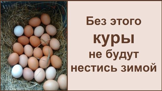 Игры для кур несушек зимой 🐔 и яйца несут и настроение хорошее