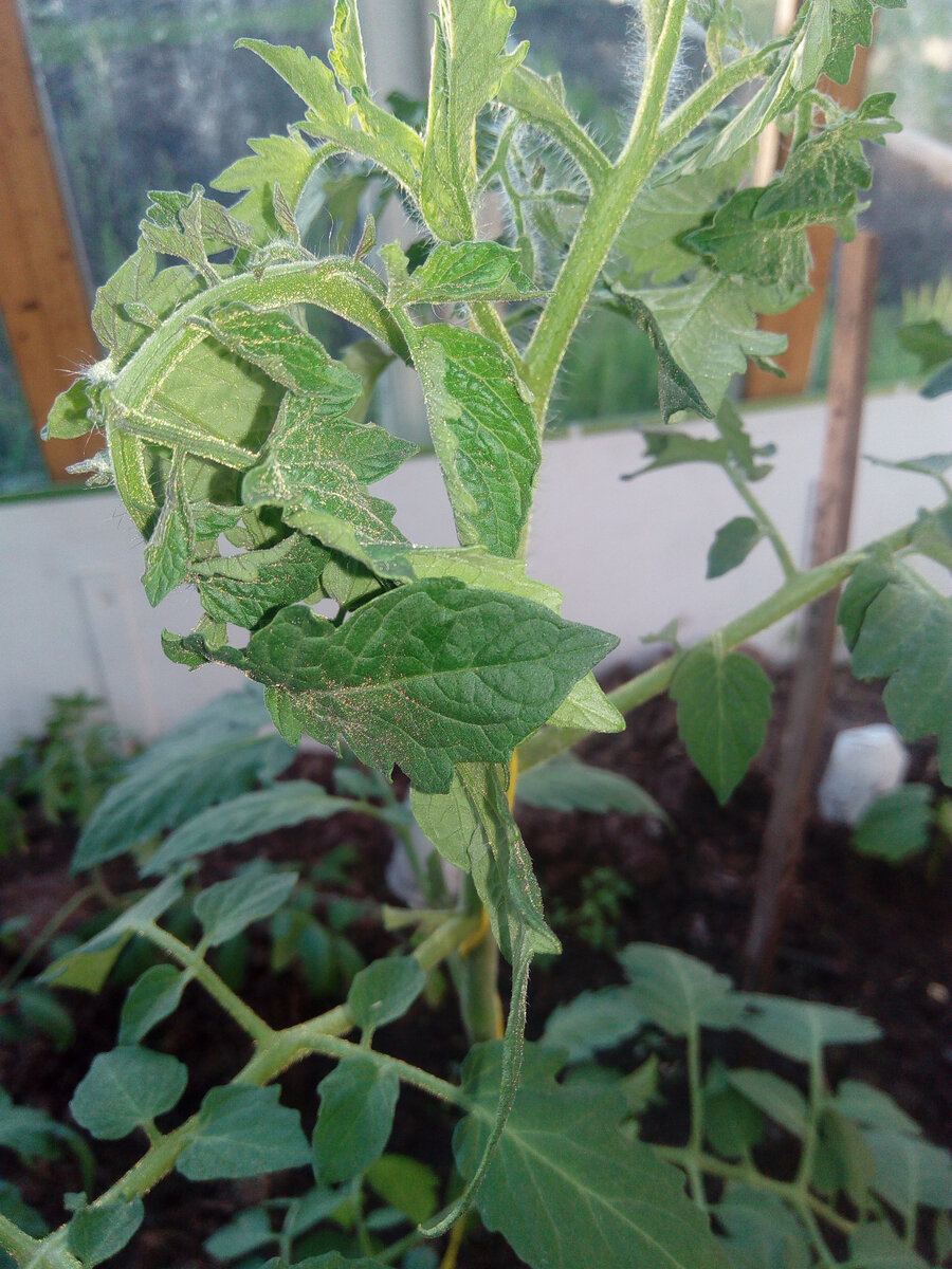 Верхний листок справа скрутился в бараний рог (фото автора)