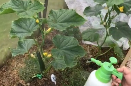 Спасаем "выживших, хорошо что они растут не рядом с "заболевшими". Мучнистая роса-опасное заболевание растений.