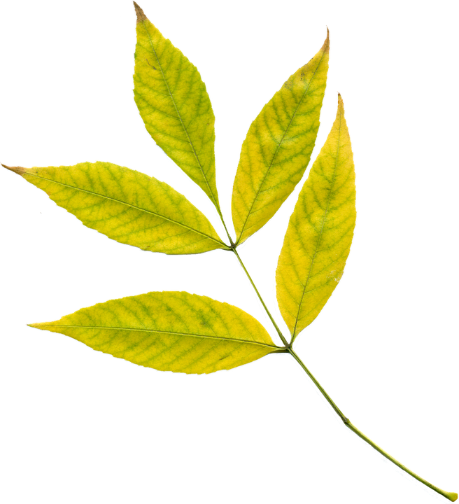 фото с pixabay.com Хлороз налицо.