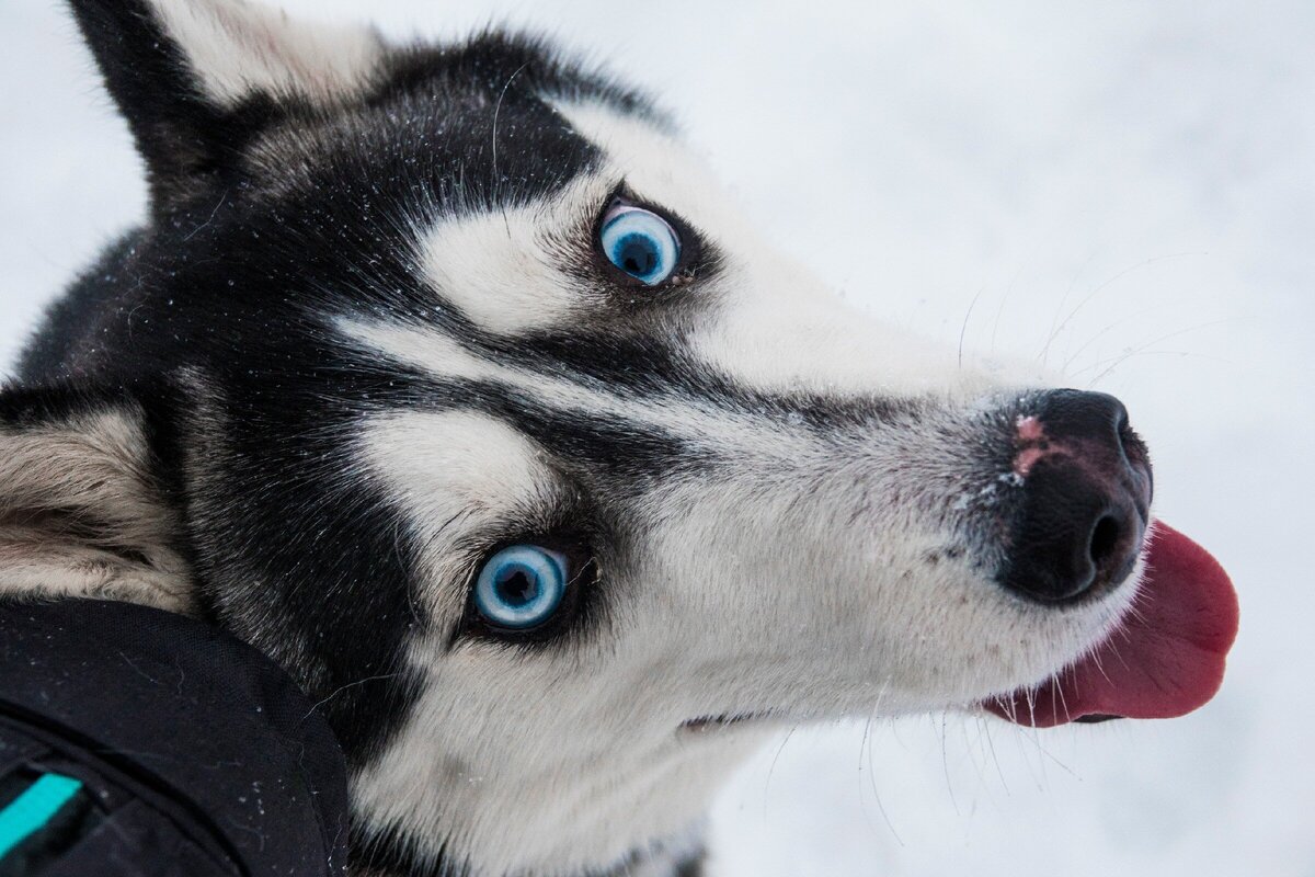 Это, например, наша Сосисочка💙