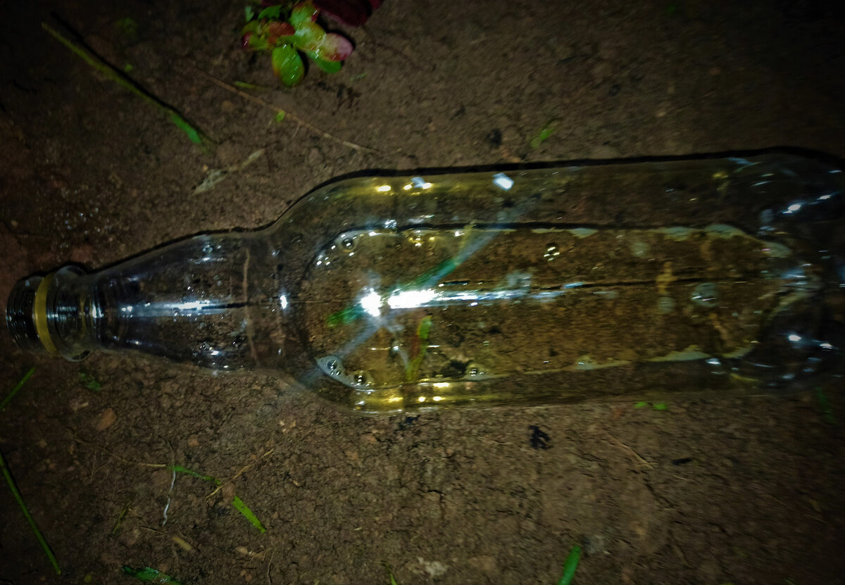  Пивная приманка для слизней. Фото автора.