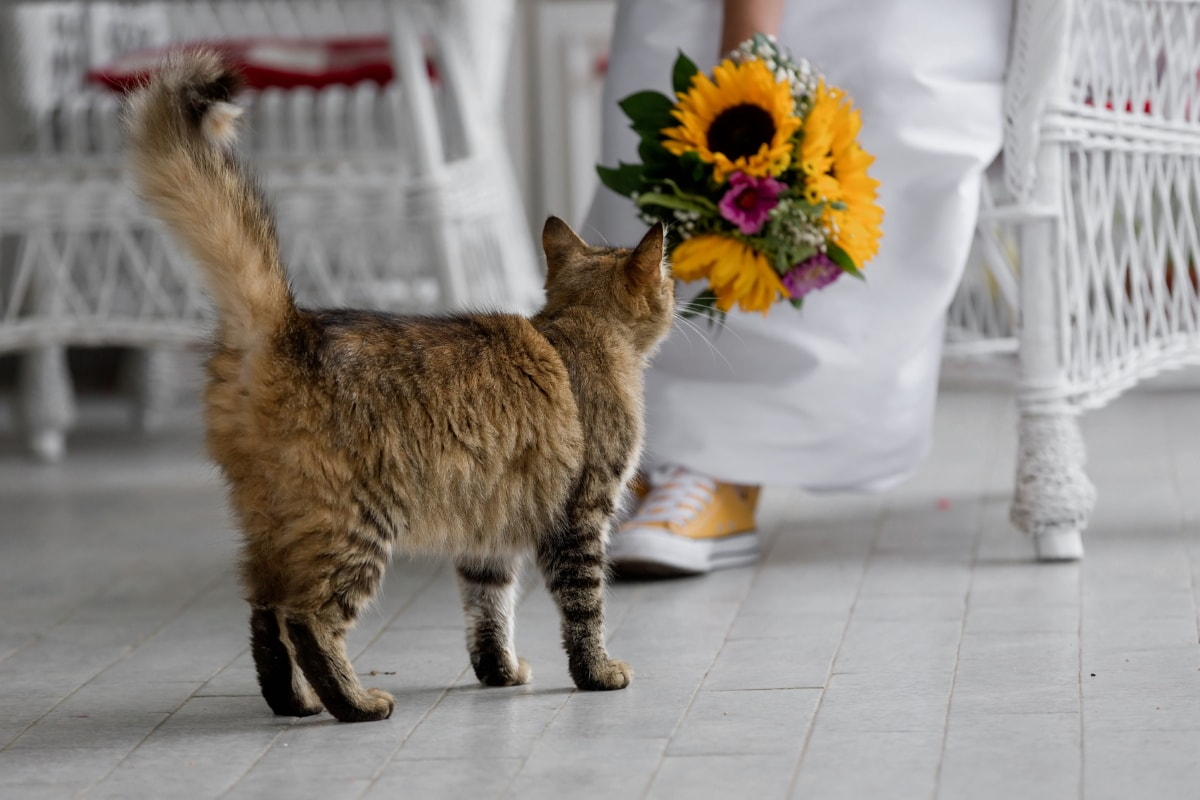 Кошечка наблюдает за цветами