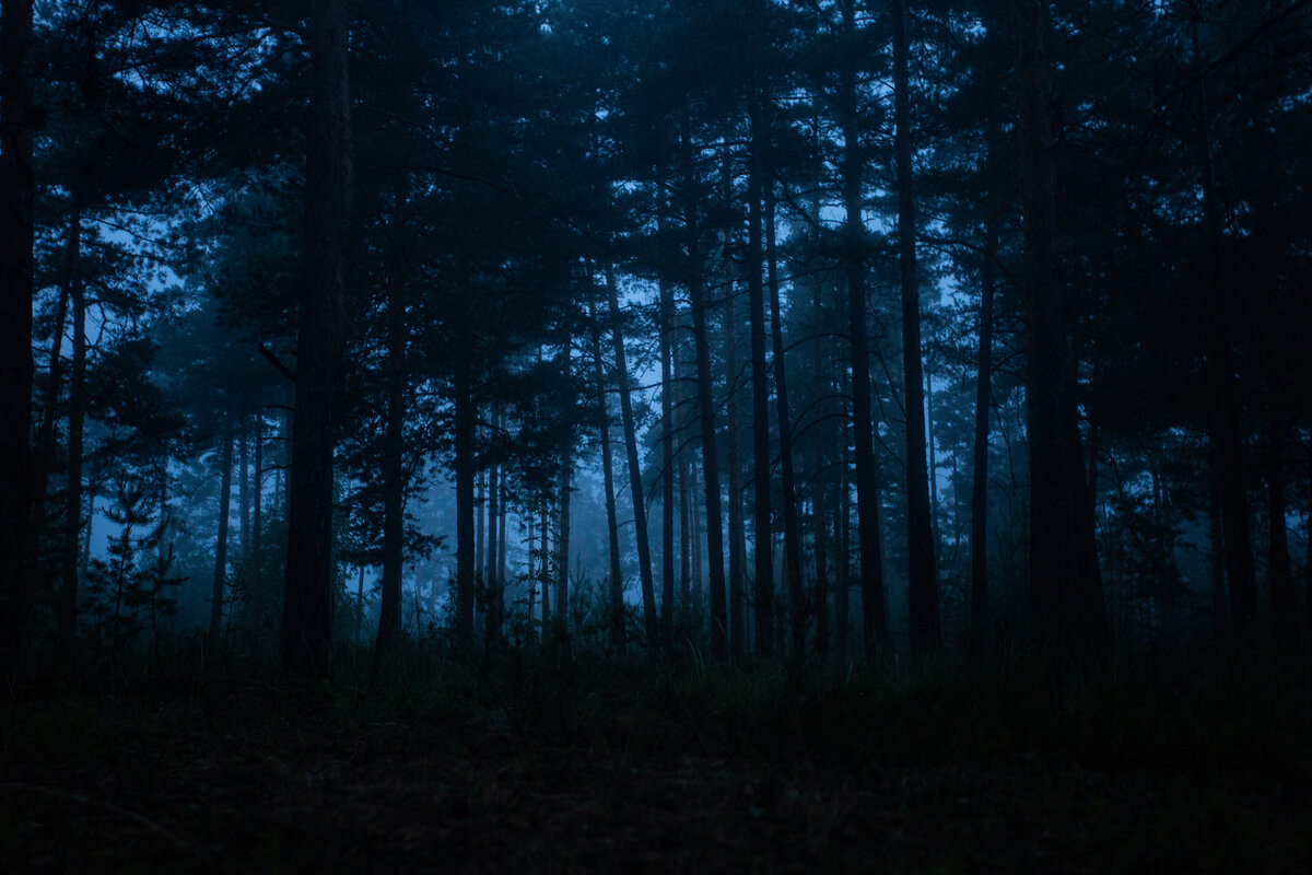 Night forest стим фото 81