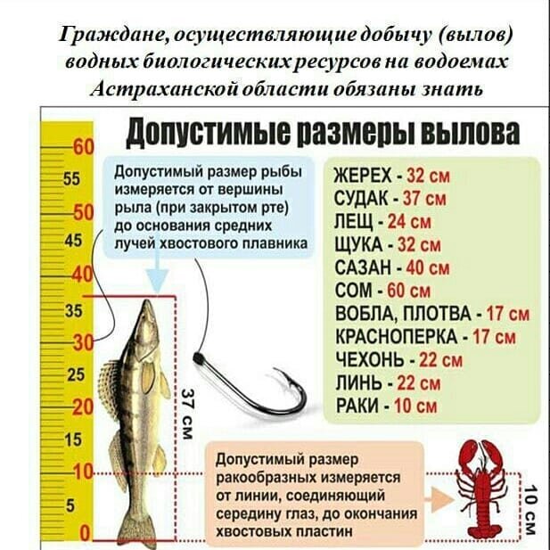 Пример памятки рыболова любителя. Фото из открытых источников "Яндекс картинки"