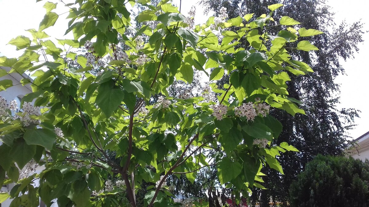 Катальпа, семейство Бигнониевых