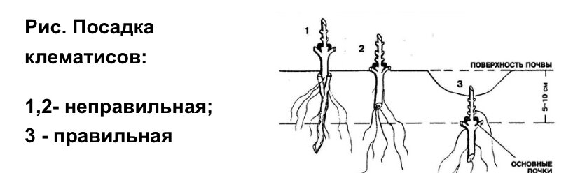 Заглубляют ли огурцы при пересадке. Корневая шейка у клематиса. Корневая шейка у клематиса фото. Клематис корневая шейка при посадке. Посадка клематиса в открытый грунт.