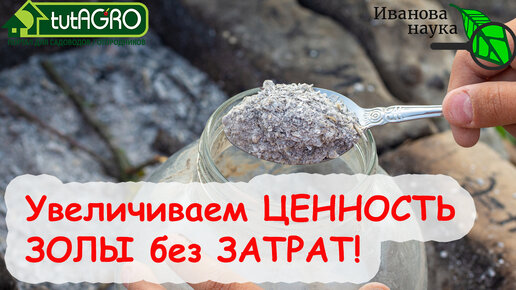 ВЫ УДИВИТЕСЬ, КАК ПРОСТО и БЕСПЛАТНО УСИЛИТЬ СВОЙСТВА ЗОЛЫ! БЕСЦЕННОЕ УДОБРЕНИЕ НА ВСЕ СЛУЧАИ!