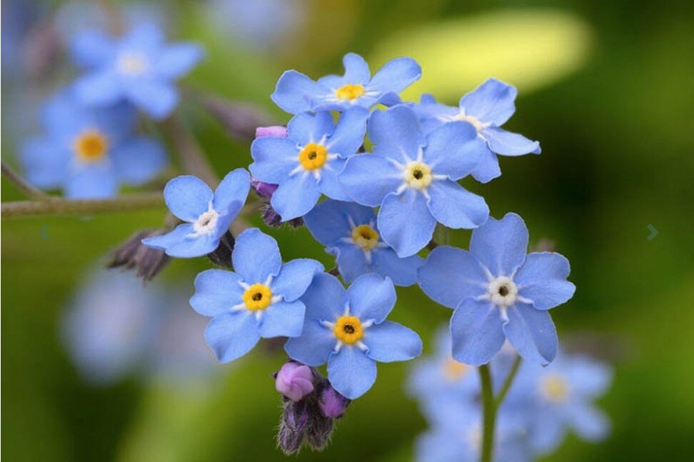 Незабудка Лесная Myosotis sylvatica