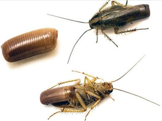 Вот так выглядят эти противные личинки