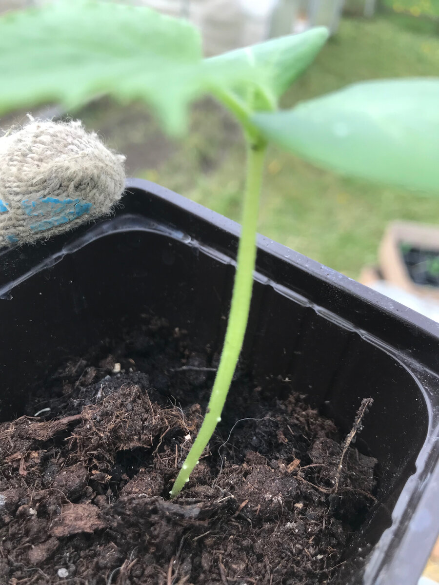 Моя рассада огурцов