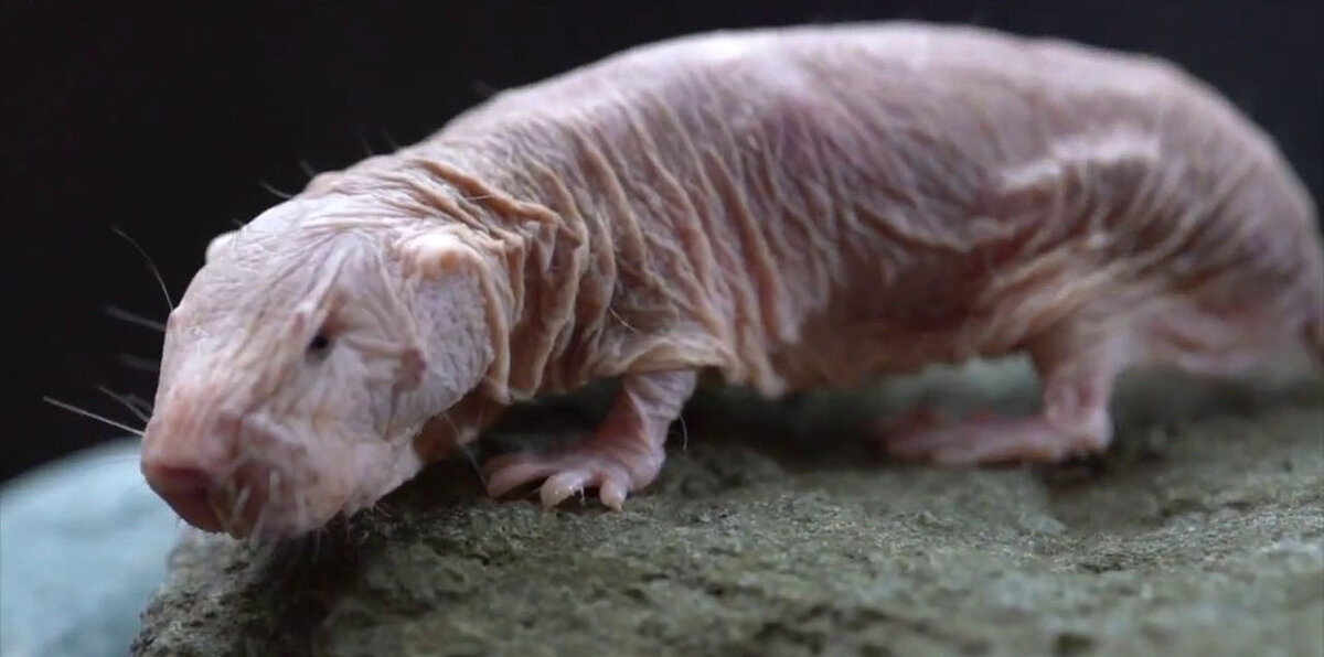 Голый землекоп