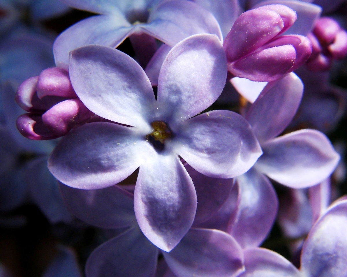 Вот на Землю пришла весна!