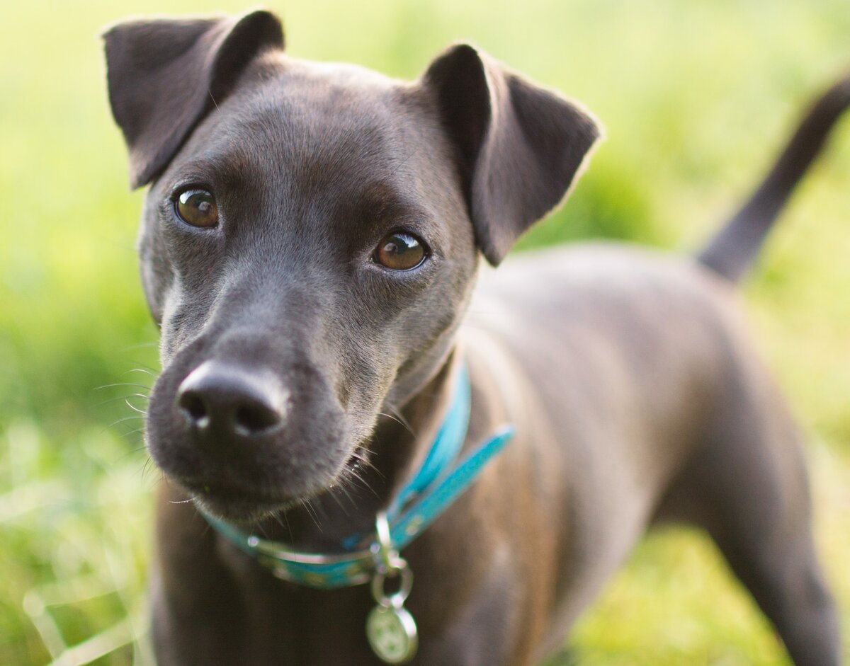 Паттердейл-терьер (Фото: https://www.flickr.com/photos/minkee/14424996869/)