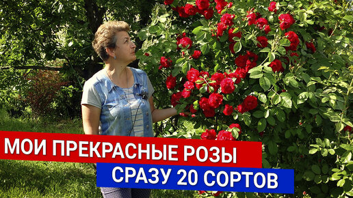 Мои прекрасные розы - сразу 20 сортов