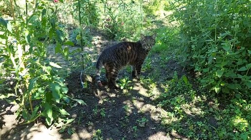 Котики на даче. Столько незнакомых запахов! Видео Натальи Мазняк