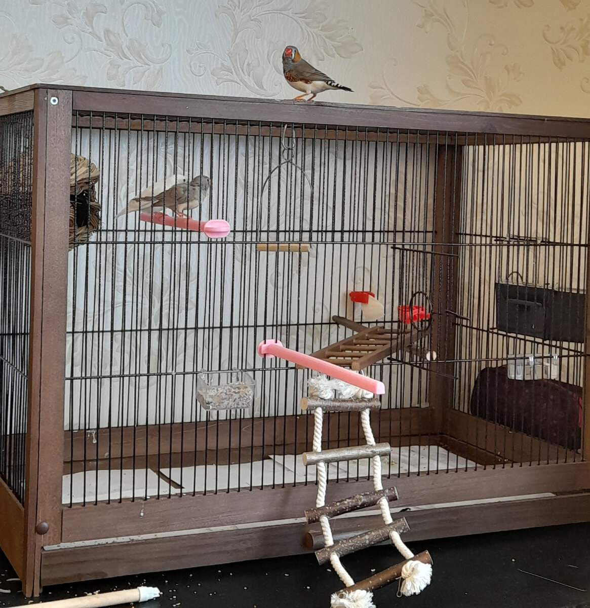 Дейл сидит на клетке и зовёт остальных присоединиться к его тусовке.