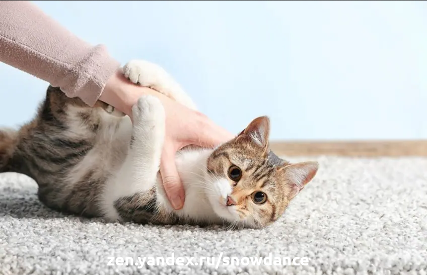 Каких людей любят кошки и от чего зависит их привязанность? | КотоВедение |  Дзен