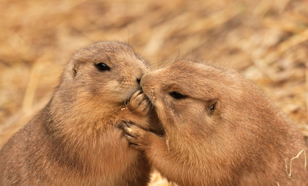 Чужакам ни за что не пройти такую проверку. Фото: мmobillegends.net