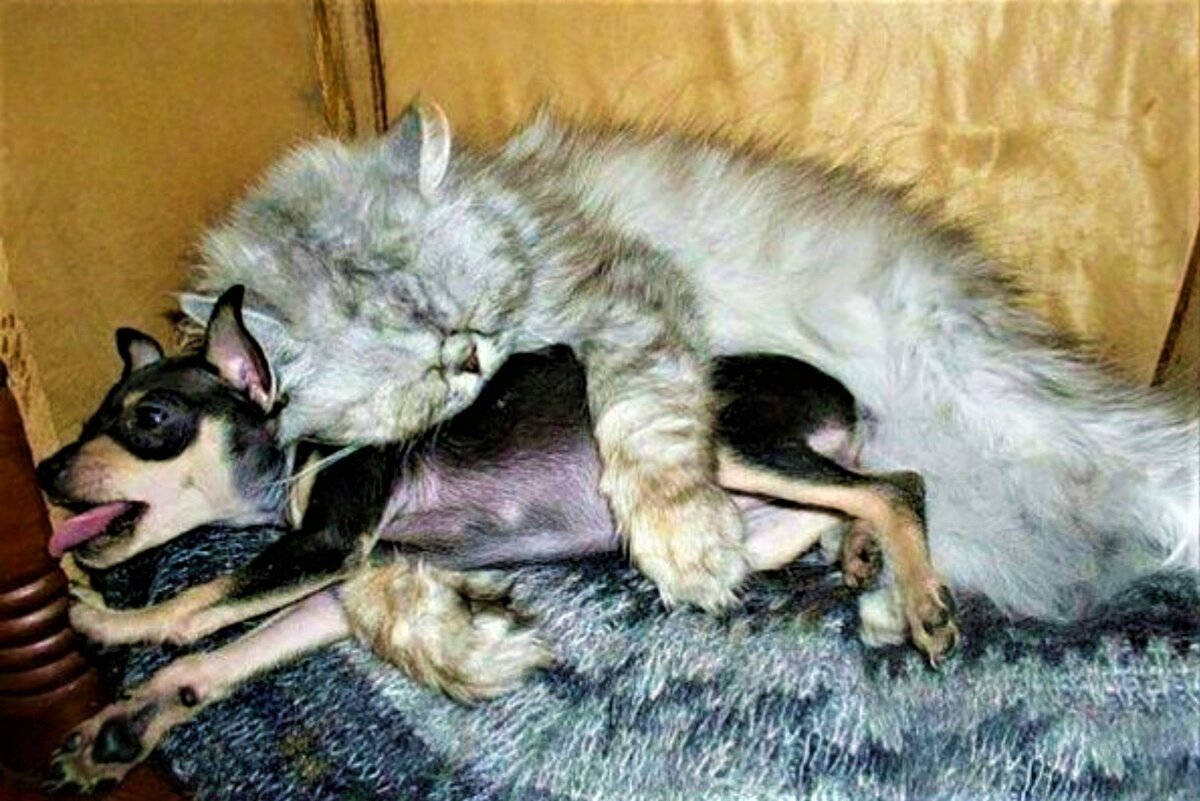 Смешные коты. Источник фото: bugaga.ru