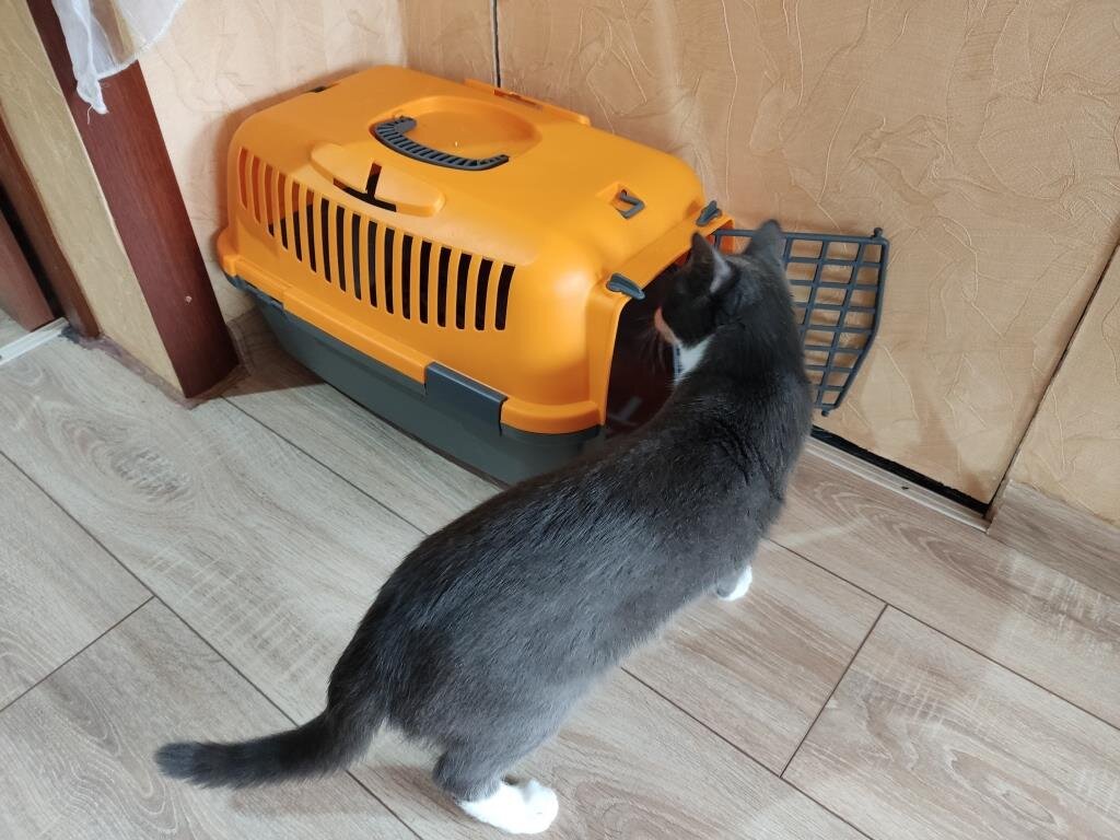 Муська проверяет переноску, в которой к нам ехал кот Лаки. Там всегда полно игрушек.