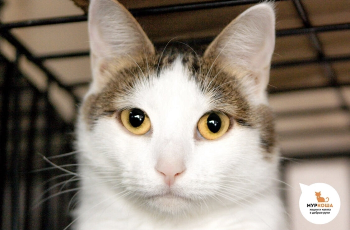 Стеснительная Верба робко мечтает о доме