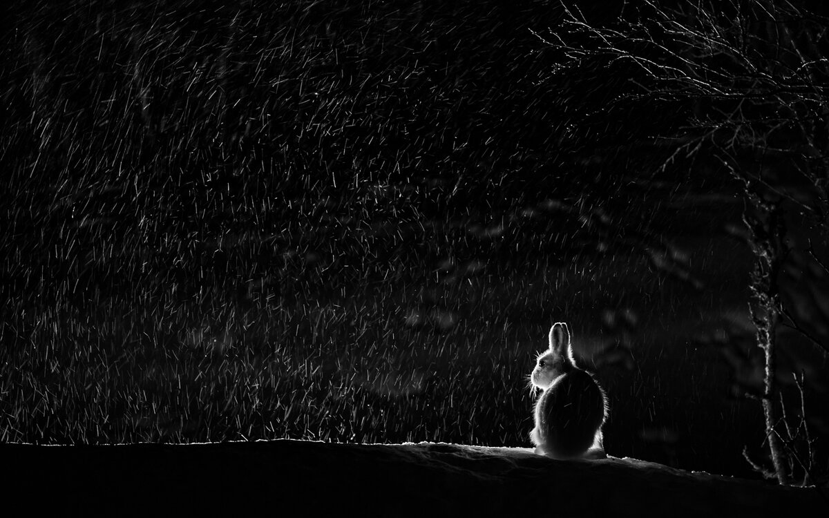 © Арнфинн Йохансен (Норвегия) «Заяц-беляк» | «Золотая черепаха 2022»