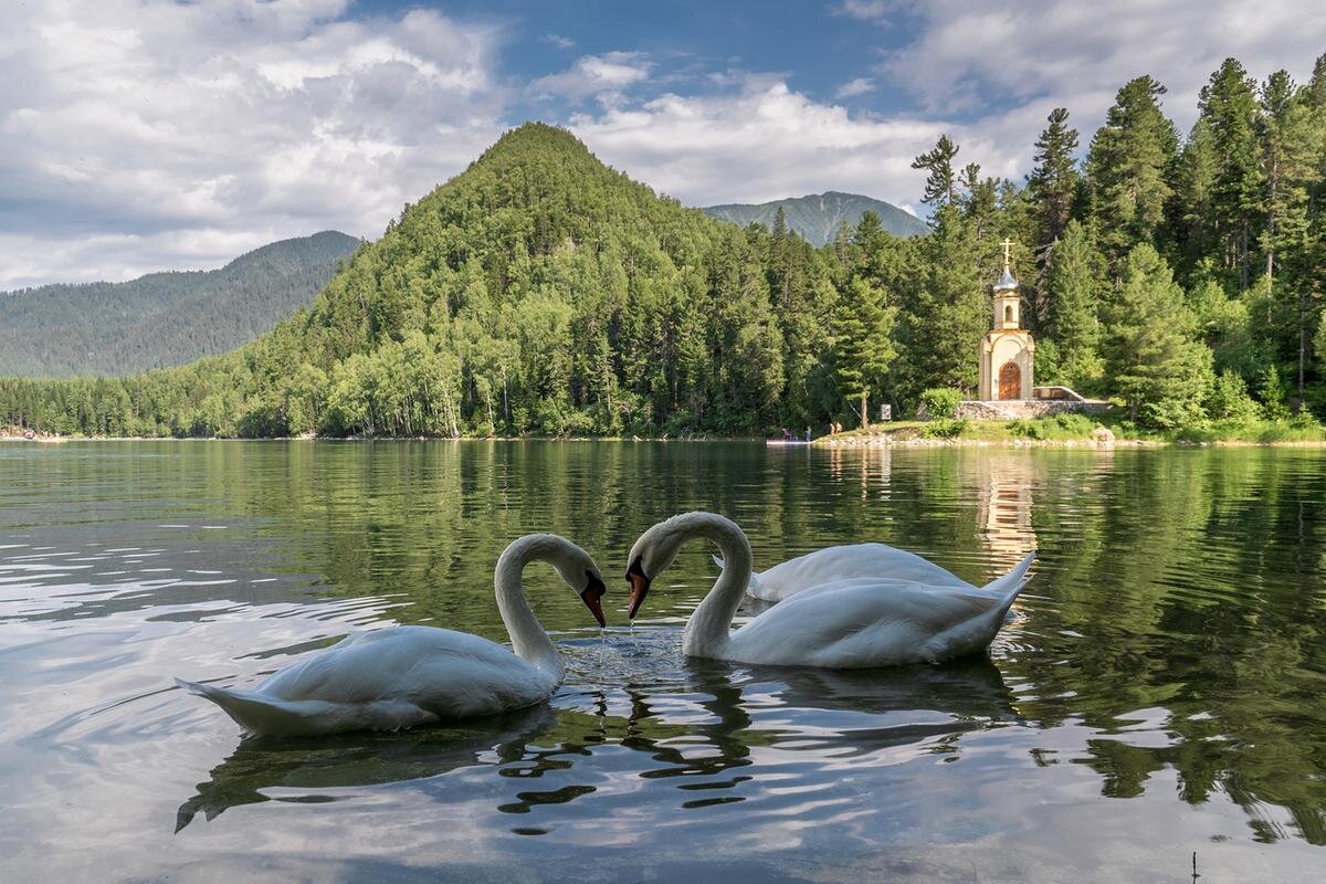 Download wallpapers white swan, summer, lake, white bird, swans, Cygnini for des