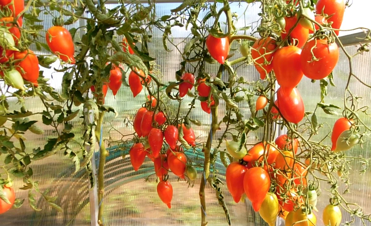Выращивание кистевых сортов томатов на открытом грунте