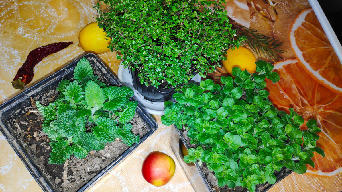 Ароматное трио: котовник, тимьян, душица. В статье использованы фото автора