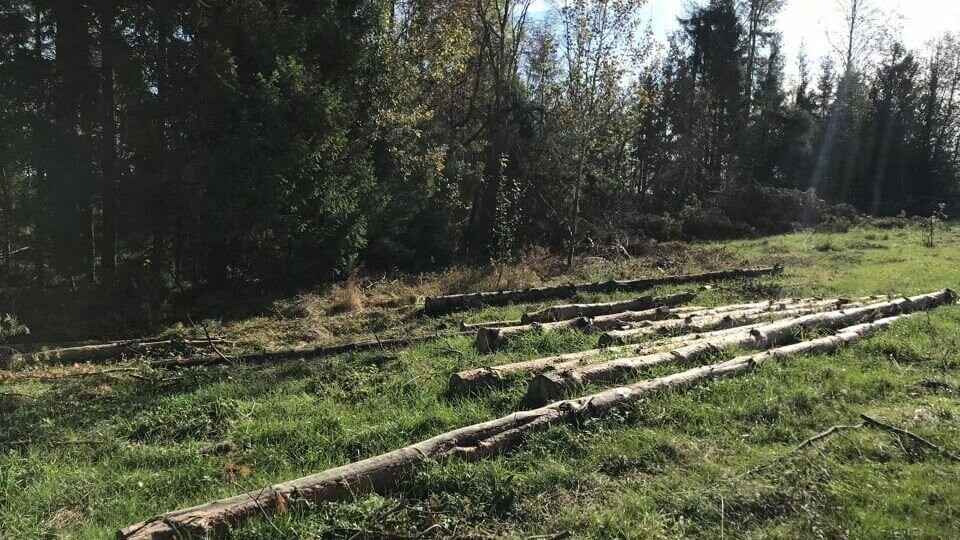     В Кезском районе республики местный житель незаконно срубил 181 дерево различных пород.